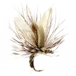 éphémère-émergente-olive-clair-json