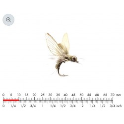 éphémère-émergente-olive-clair-json