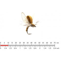 éphémère-émergente-olive-marron-json-18