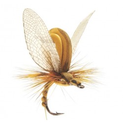 éphémère-émergente-olive-marron-json