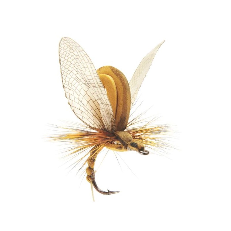 éphémère-émergente-olive-marron-json