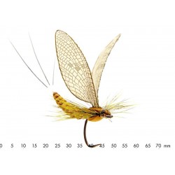 éphémère-émergente-cannelle-marron-json