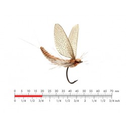 éphémère-émergente-vanille-crème-json-12