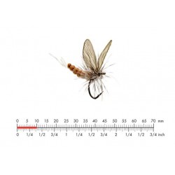 éphémère-émergente-vanille-crème-json-