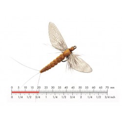 spent-éphémère-marron-cannelle-json