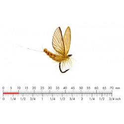 éphémère-émergente-sulphure-json-22