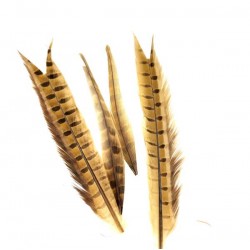 Plumes de queue centrale de faisan décolorée