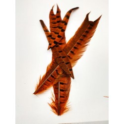 Plumes de queue centrale de faisan orange