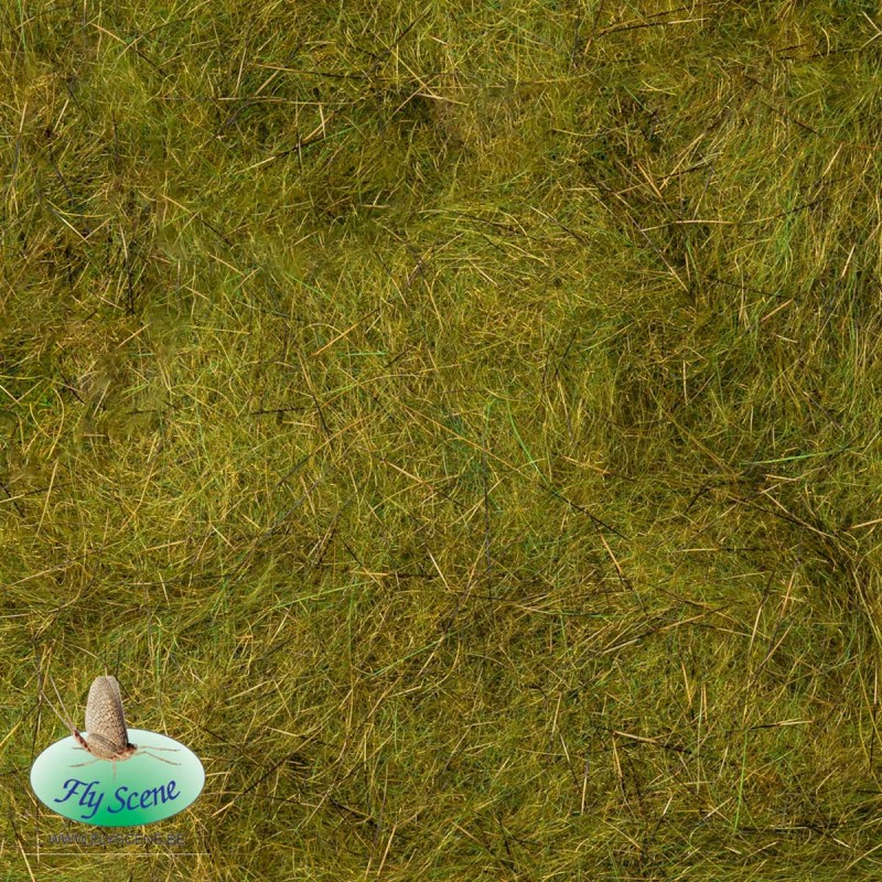 dubbing-slf-ecureuil-flyscene-olive