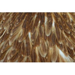 saddle-poule-whiting-marron-2