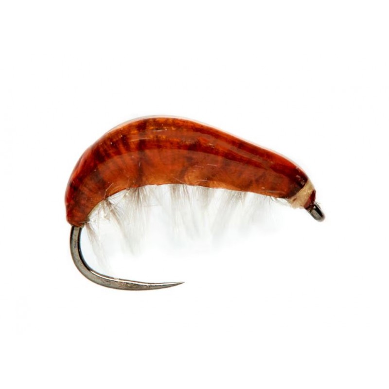 gammare-juglaret-marron