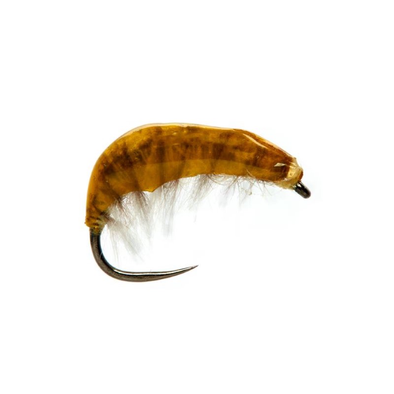 gammare-juglaret-orange