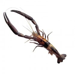 Fish-Skull Shrimp & Cray Tail