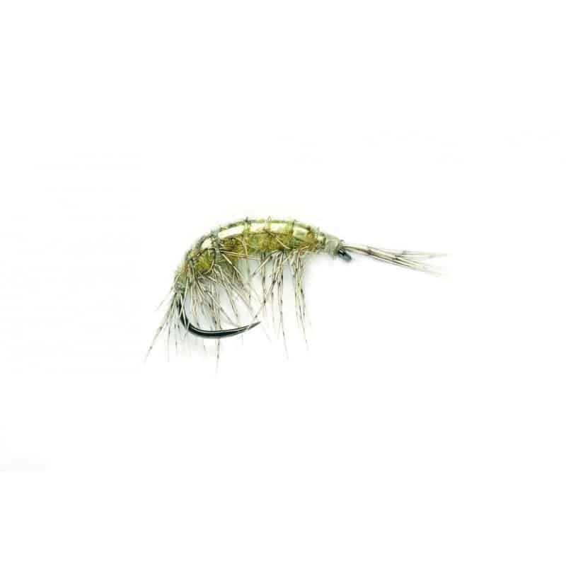 Gammare Freshwater shrimp sans ardillon