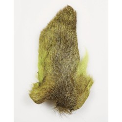 Oreille de chevreuil naturel