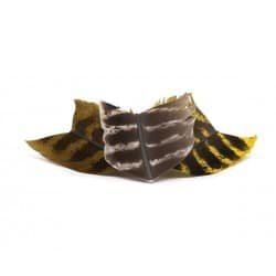 Plumes Devaux Ozark Quill