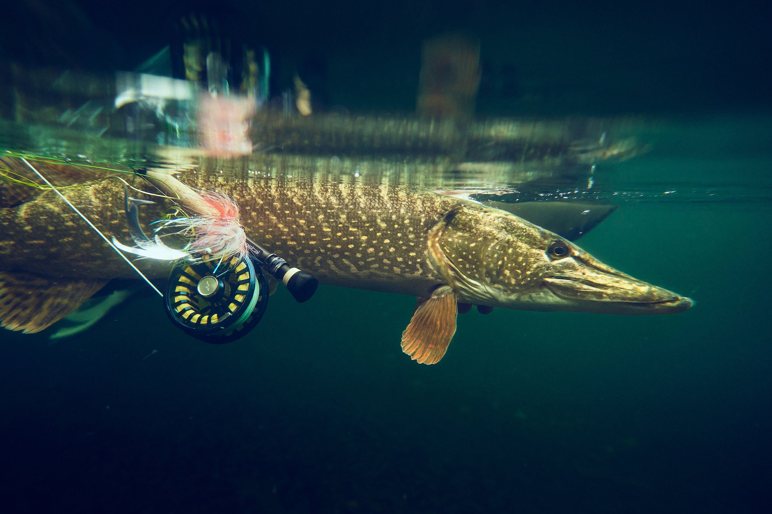 Brochet à la mouche : comment débuter