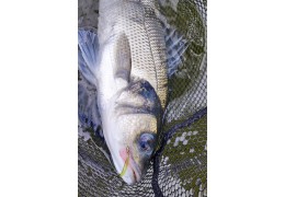 La pêche à la mouche en mer : sensations fortes et horizons lointains