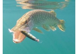 Sélection top 5 poissons nageurs pour la pêche du brochet aux leurres durs sans se ruiner.