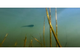 Montage simple d'un streamer à brochet avec hameçon anti herbe